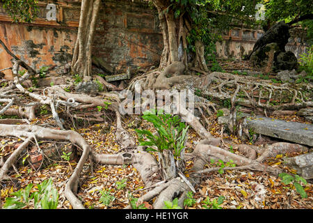 Überwucherten Ruinen von Phung Tien Tempel. Kaiserstadt (Zitadelle), Hue, Vietnam. Stockfoto