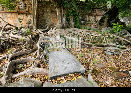 Überwucherten Ruinen von Phung Tien Tempel. Kaiserstadt (Zitadelle), Hue, Vietnam. Stockfoto