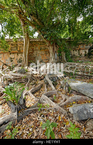 Überwucherten Ruinen von Phung Tien Tempel. Kaiserstadt (Zitadelle), Hue, Vietnam. Stockfoto