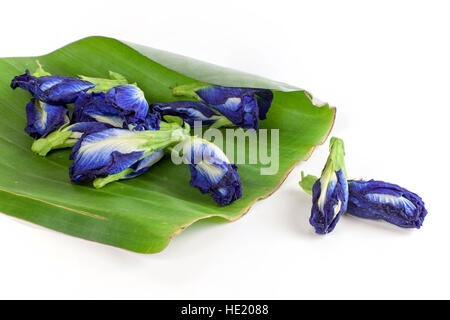 Butterfly Pea Tee Anchan getrocknete Blumen, Tee auf weißem Hintergrund machen Stockfoto