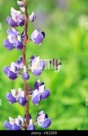 Hummel fliegen in der Nähe von schönen rosa Lupine auf grünem Hintergrund Stockfoto