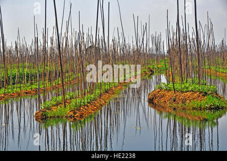 schwimmende Garten Inle-See-Myanmar Stockfoto