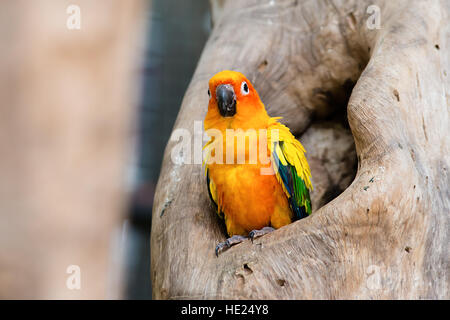 Sun Conure Papagei am Zweig Stockfoto