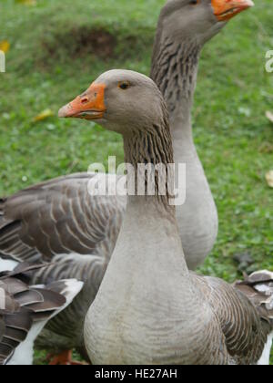 graue Gans auf grüner Wiese Stockfoto