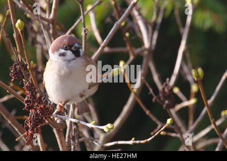 Baum-Spatz (Passer Montanus) sitzen auf einem lila Baum Stockfoto