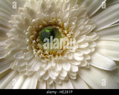 Eine weiße Gerbera Blume mit einem Juwel "Emeral" Glas in der Mitte Stockfoto