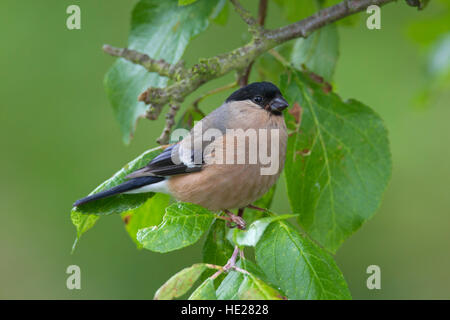 Gemeinsamen Gimpel / eurasischen Gimpel (Pyrrhula Pyrrhula) weibliche thront in Baum Stockfoto