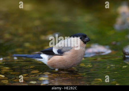 Gemeinsamen Gimpel / eurasischen Gimpel (Pyrrhula Pyrrhula) weibliche trinken Wasser aus Bach Stockfoto