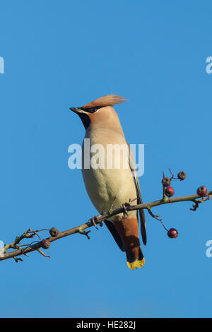 Böhmische Seidenschwanz (Bombycilla Garrulus) thront im Baum im Herbst Stockfoto