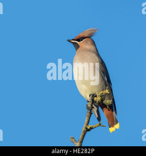 Böhmische Seidenschwanz (Bombycilla Garrulus) thront im Baum im Herbst Stockfoto