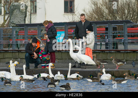 Eltern mit Kindern, altes Brot, Enten, Gänse und Herde von Singschwänen am See im Stadtpark im Winter füttern Stockfoto