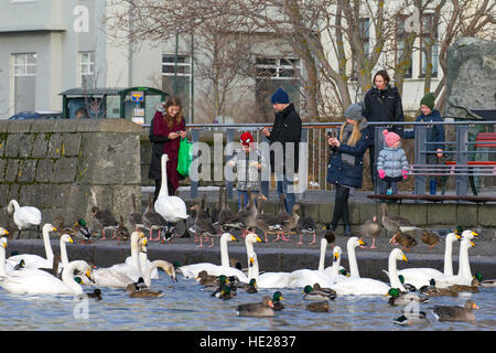 Eltern, die Überprüfung von Smartphones, während Kinder, Enten füttern, Schwäne Gänse und Herde von Whooper am See im Stadtpark im winter Stockfoto