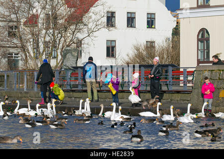 Eltern mit Kindern, altes Brot, Enten, Gänse und Herde von Singschwänen am See im Stadtpark im Winter füttern Stockfoto