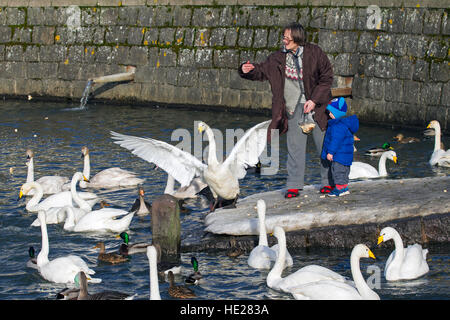 Großmutter mit Enkel Fütterung Altbrot, Enten und Singschwäne am See im Stadtpark im winter Stockfoto