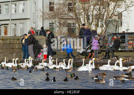 Eltern mit Kindern, altes Brot, Enten, Gänse und Herde von Singschwänen am See im Stadtpark im Winter füttern Stockfoto