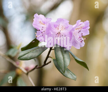 Rhododendron esquamatum rubiginosum 'Gruppe' Clyne Gärten, Swansea, Wales, UK. Stockfoto