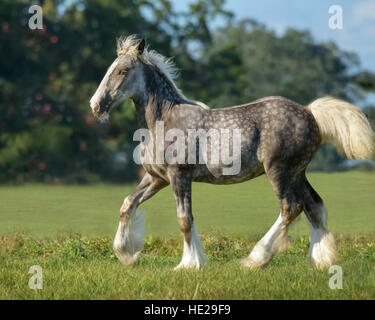 Gypsy Vanner Pferd Stute und Fohlen Fohlen Stockfoto