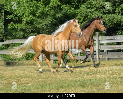 Vollblut und Tennessee Walking Horse Wallache Stockfoto