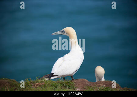 Ein paar Erwachsene Basstölpel (Morus Bassanus) auf einem Felsvorsprung, Bempton Cliffs, East Yorkshire, Großbritannien Stockfoto