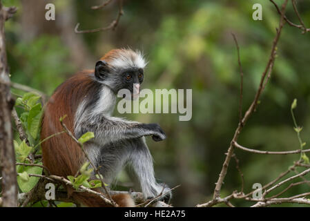 Roten Colobus-Affen Essen auf dem Ast eines Baumes in Sansibar. Dieser Affe ist endemisch in Zanzibar. Stockfoto