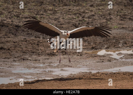 Sekretärin-Vogel über den Boden in das Sumpfgebiet im Tarangire-Nationalpark.  Der Vogel läuft dann auf der anderen Straßenseite, in der Nähe von Savannah. Stockfoto