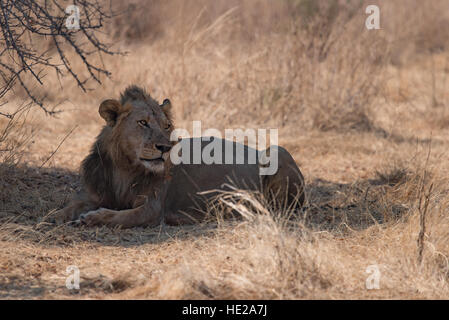 Löwe im Schatten eines Baumes ruhen, nach dem Essen in den Ruaha-Nationalpark. Ein Büffel war schon lange vorher getötet. Stockfoto