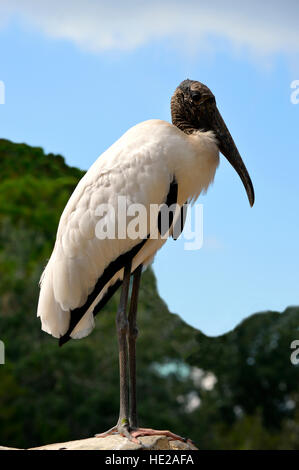 Holz-Storch lateinischen Namen Mycteria americana Stockfoto