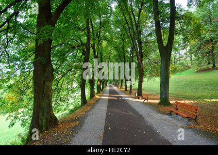 Lange Gasse von grünen Bäumen mit einer geraden Straße Stockfoto