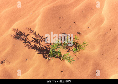 Pflanzen auf rosa Sand, Hintergrund. Stockfoto