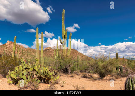 Gigantischen Saguaro-Kaktus in der Nähe von Phoenix, Arizona. Stockfoto