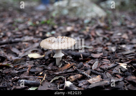 Wild Mushroom Stockfoto