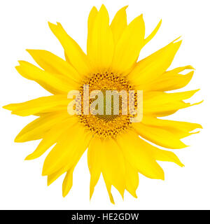 Schöne erhltlich Sonnenblumen isoliert auf weiss. Close-up Stockfoto