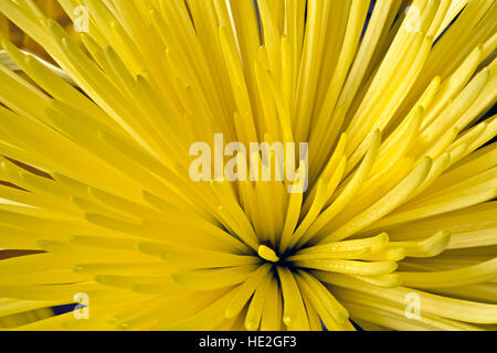WA12985-00... WASHINGTON - Nahaufnahme Blick auf eine gelbe Dahlie. Stockfoto