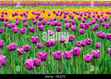 Landschaft der Niederlande Blumenstrauß violetten und gelben Tulpen in den Niederlanden. Stockfoto
