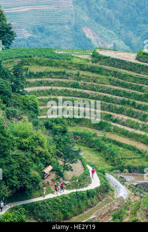 Wandern Wanderer Longsheng Reisterrassen Longji Dragon Wirbelsäule Reisfelder Felder am Hang Longsheng, Guilin, Guangxi, China. Stockfoto