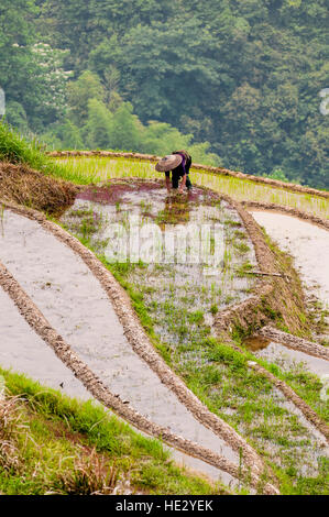 Landwirt in Longsheng Reisterrassen Longji Dragon Wirbelsäule Reisfelder Felder am Hang Longsheng, Guilin, Guangxi, China. Stockfoto