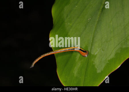 Tiger Blutegel, Haemadipsa Picta auf Blatt Stockfoto