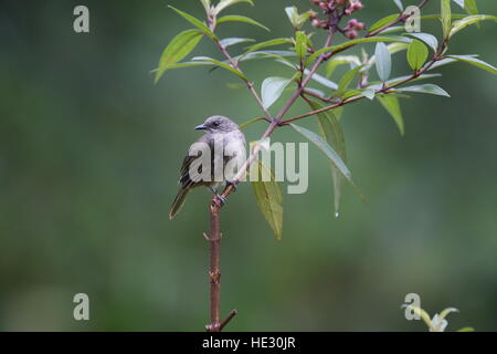 Asiatische Red-eyed Bulbul Pycnonotus, brunneus Stockfoto