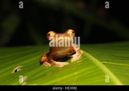 Harlekin Laubfrosch, Rhacophorus Pardalis, auf Blatt in der Nacht Stockfoto