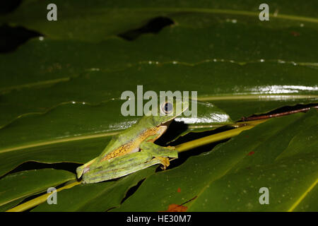 Wallaces fliegender Frosch, Rhacophorus nigropalmatus Stockfoto