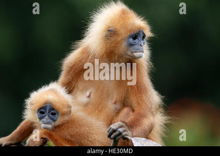 Red Leaf Monkey, Presbytis Rubicunda, erwachsenes Weibchen mit jungen Stockfoto