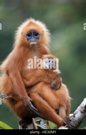 Red Leaf Monkey, Presbytis Rubicunda, erwachsenes Weibchen mit jungen Stockfoto