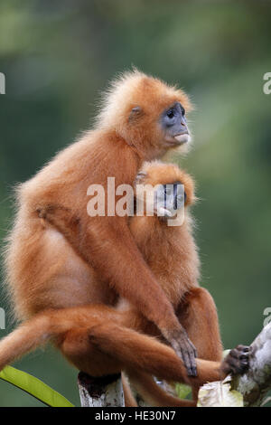 Red Leaf Monkey, Presbytis Rubicunda, erwachsenes Weibchen mit jungen Stockfoto