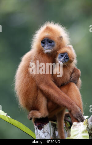 Red Leaf Monkey, Presbytis Rubicunda, erwachsenes Weibchen mit jungen Stockfoto