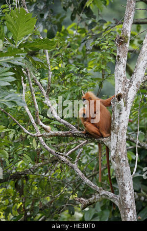 Red Leaf Monkey, Presbytis Rubicunda, erwachsenes Weibchen mit jungen Stockfoto