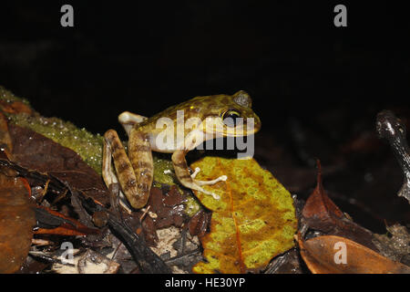 Montane (Kinabalu) Torrent Frosch, Meristogenys Kinabaluensis, fotografiert in der Nacht im Mount Kinabalu National Park Stockfoto