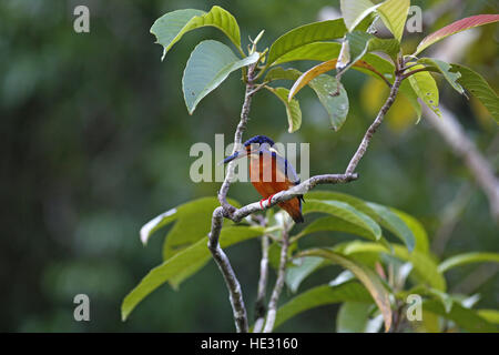 Blau-eared Kingfisher Alcedo Jayakarta Stockfoto