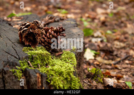 Braune Zapfen auf hölzernen stumpf im Wald auf sonnigen Tag Stockfoto