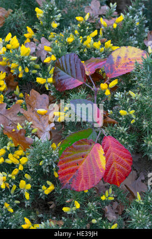 Bramble Blätter im Herbst mit blühenden Ginster in verworrene Hecke Stockfoto