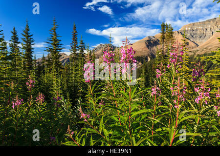 Blühen Weidenröschen Chamerion Augustifolium auf dem Banff-Jasper-Highway in Alberta. Stockfoto